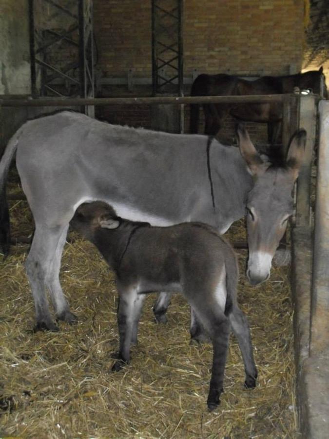 Agriturismo Agrifoglio San Giovanni Suèrgiu Dış mekan fotoğraf