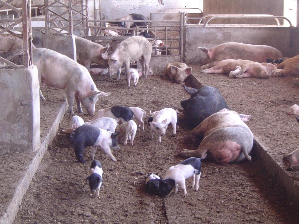 Agriturismo Agrifoglio San Giovanni Suèrgiu Dış mekan fotoğraf