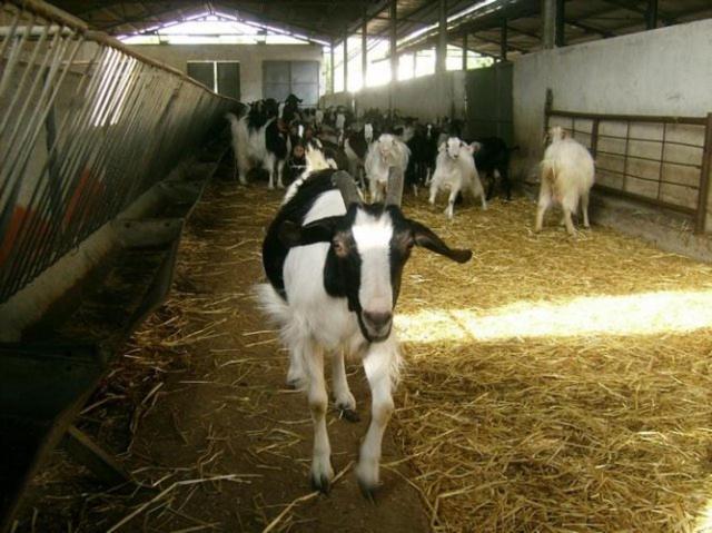 Agriturismo Agrifoglio San Giovanni Suèrgiu Dış mekan fotoğraf