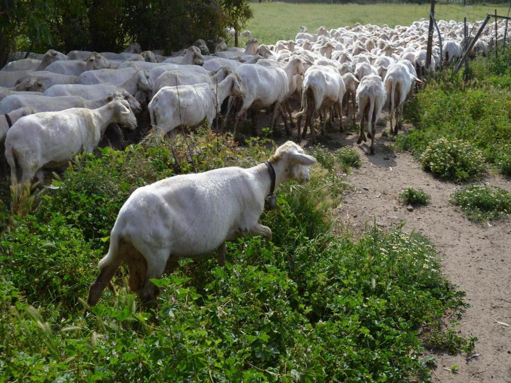 Agriturismo Agrifoglio San Giovanni Suèrgiu Dış mekan fotoğraf
