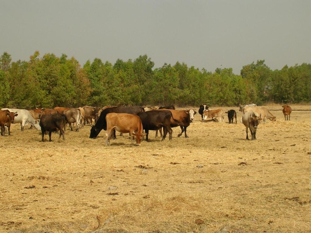 Agriturismo Agrifoglio San Giovanni Suèrgiu Dış mekan fotoğraf