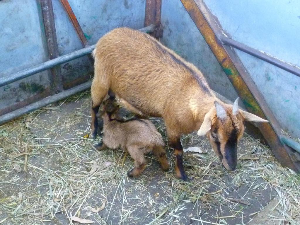 Agriturismo Agrifoglio San Giovanni Suèrgiu Dış mekan fotoğraf