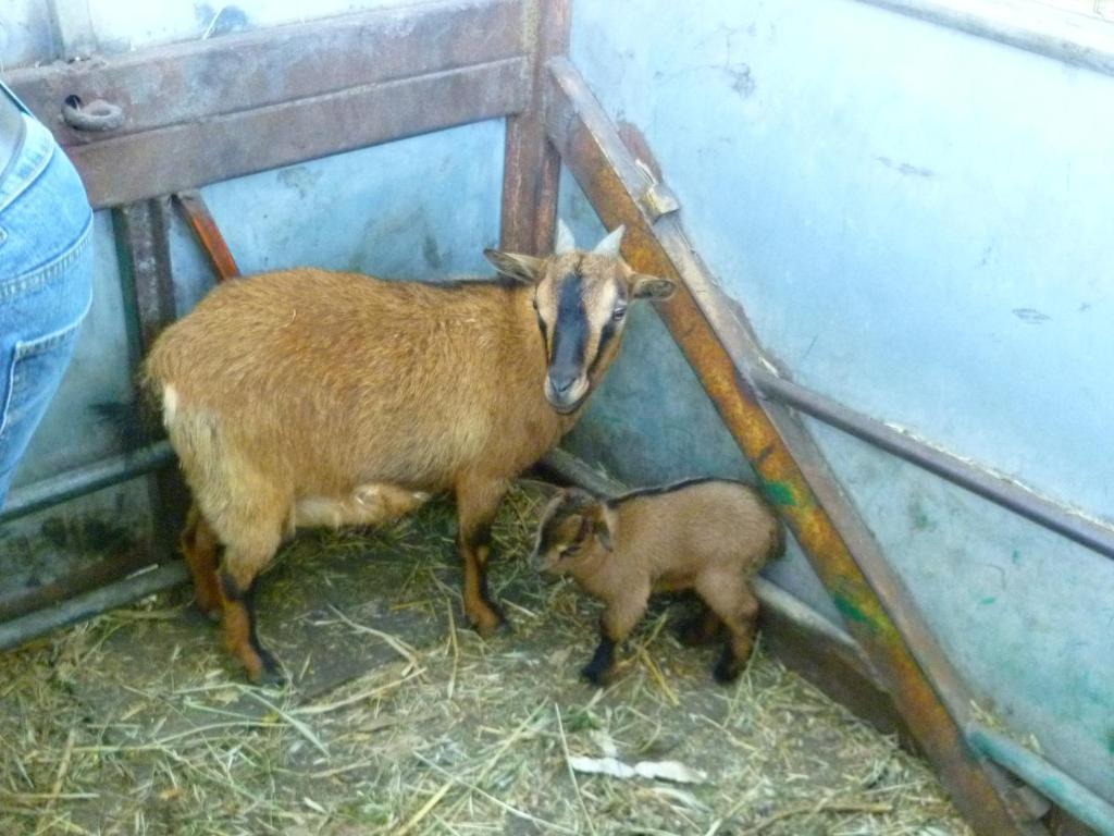 Agriturismo Agrifoglio San Giovanni Suèrgiu Dış mekan fotoğraf