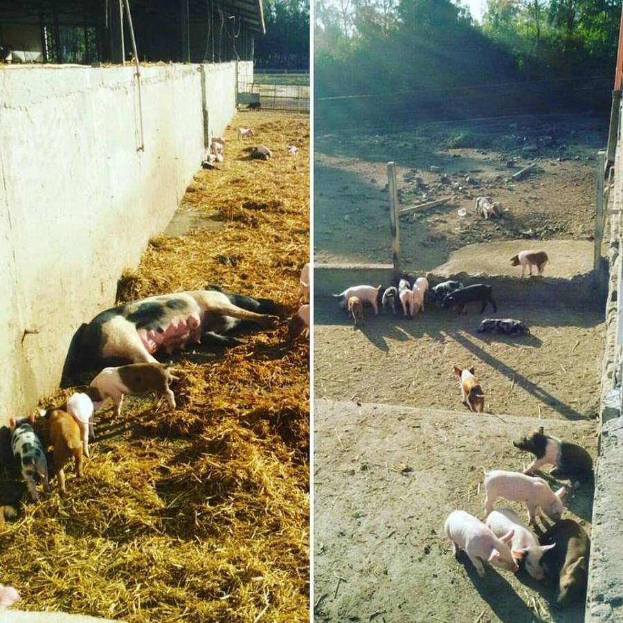 Agriturismo Agrifoglio San Giovanni Suèrgiu Dış mekan fotoğraf